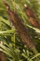 Pennisetum alopecuroides IMG_5824 Rozplenica japońska